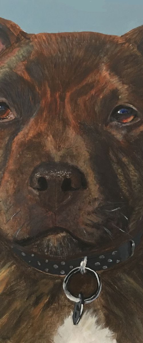 WINSTON - BRINDLE STAFFORDSHIRE BULL TERRIER by ELAINE ASKEW