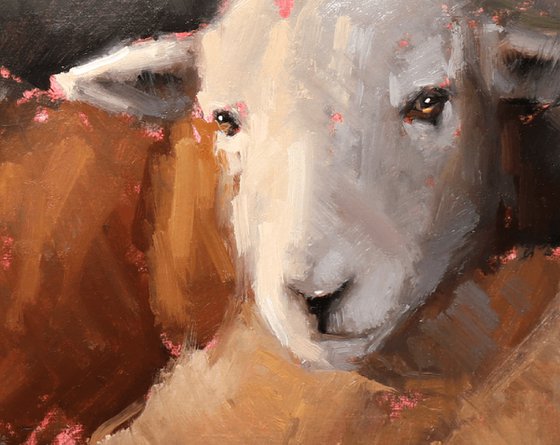 Herdwick Sheep Study