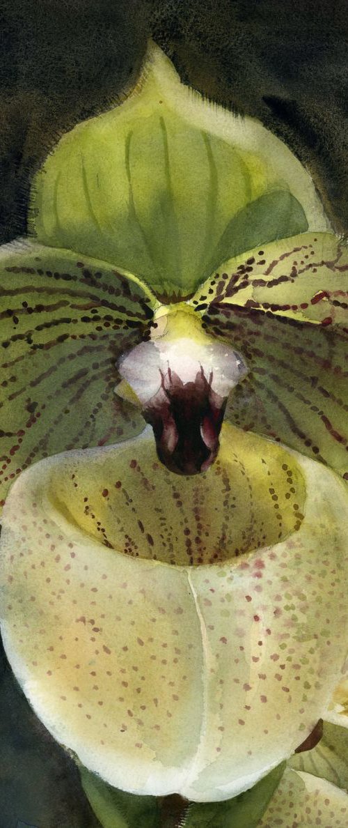 light green ladyslipper orchid by Alfred Ng