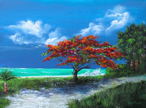 Flamboyan Tree