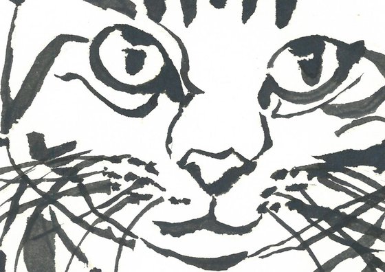 Cat I Animal Drawing