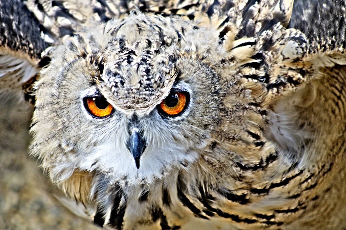 Owl Face by Marc Ehrenbold