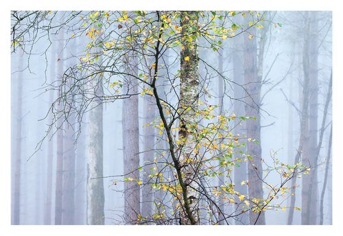 November Forest III by David Baker