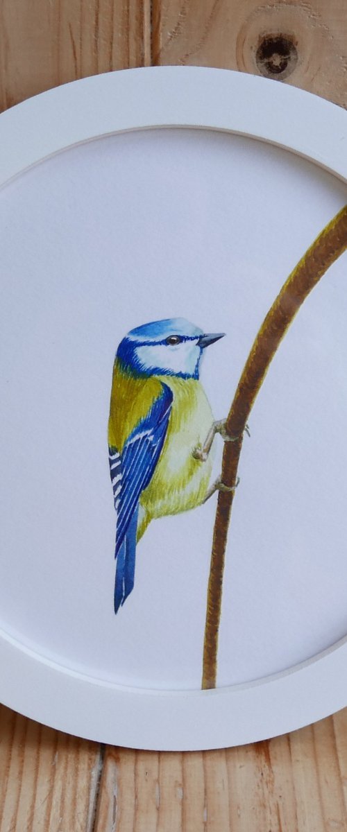 Framed Bird art. Blue tit. Part 4 by Karina Danylchuk