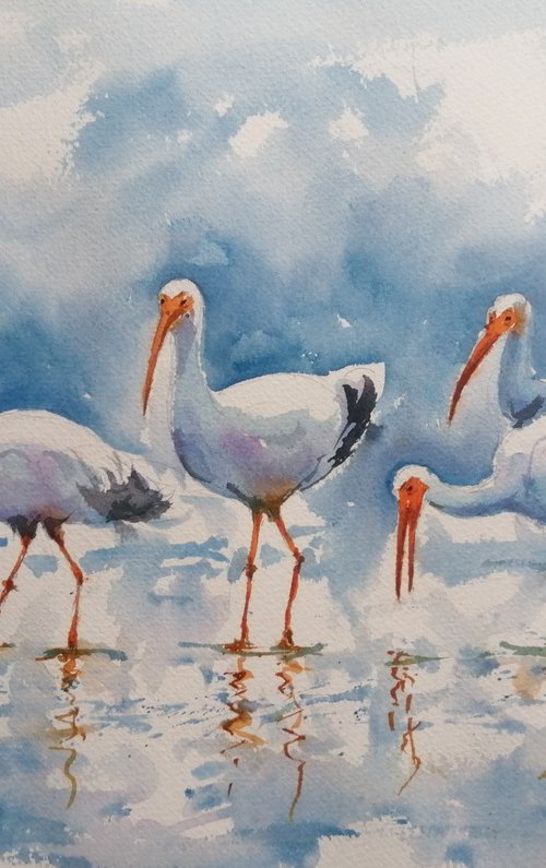 Ibis by Giorgio Gosti