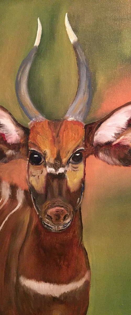 Young Kudu by Timea  Valsami