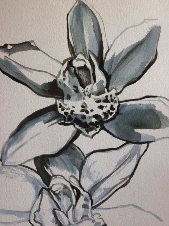cymbidium orchid