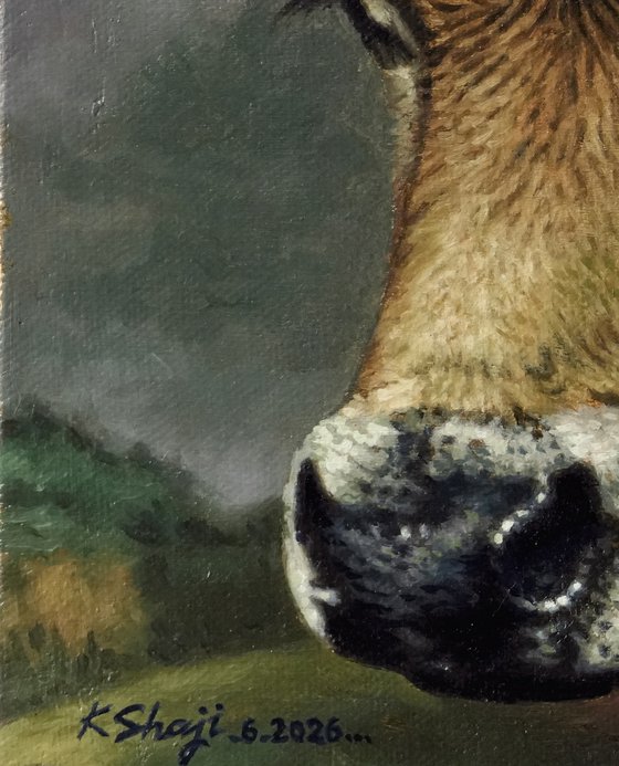 Portrait of a Calf