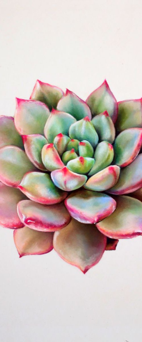 Pastel succulent by Tatjana Bril
