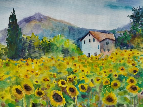 Yellow sunflowers field