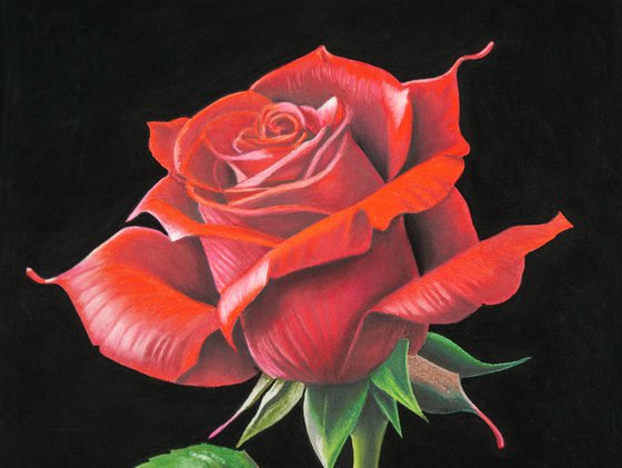 A Rose is a Rose is a Rose