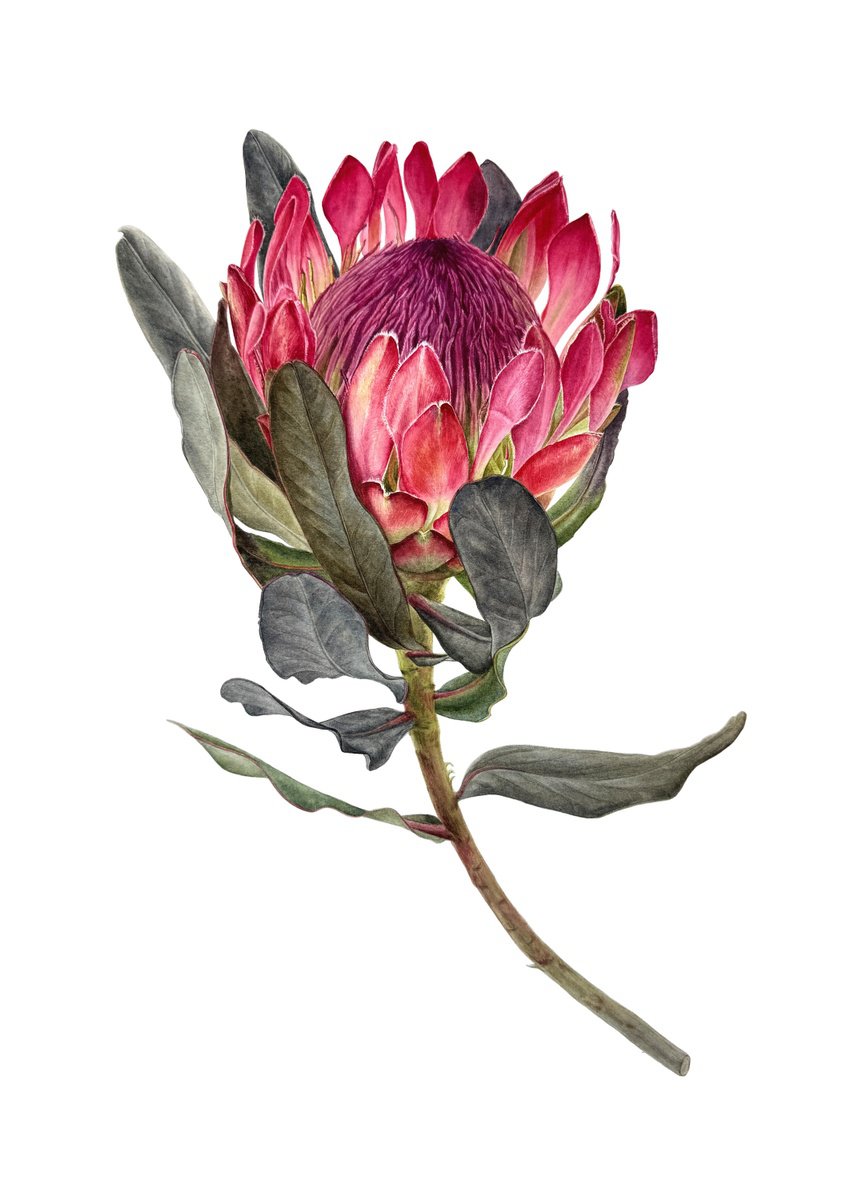Photorealistic Botanical Watercolour By Yuliia Prokopchuk, 15 X 22", Protea, Original Artwork