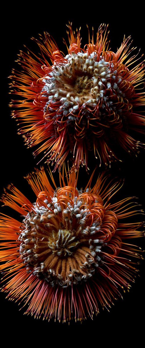 Scarlet Banksias by Nadia Culph