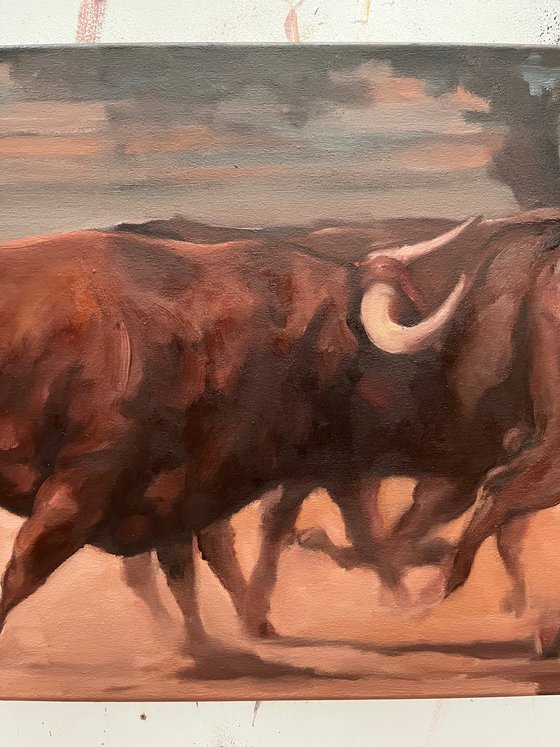 Toros de Dehesa Frias (study 1)