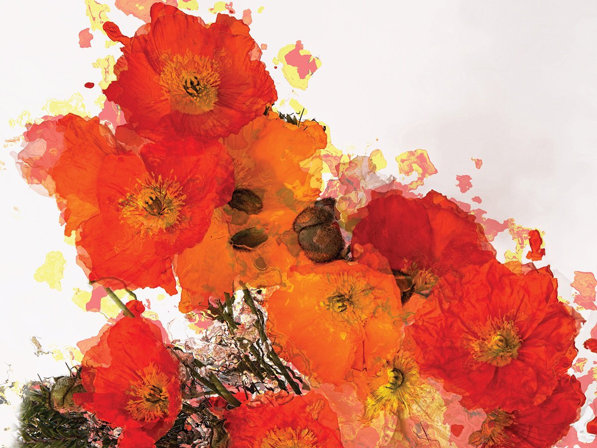 Abstract Botanical Print By Javier Diaz, 80 X 60, Amapolas, Original Artwork