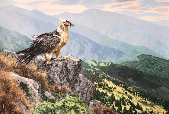 Bearded Vulture