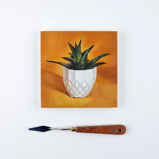 Small Succulent on Orange Background