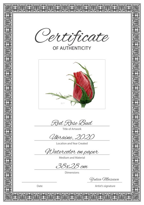 Red Rose Bud
