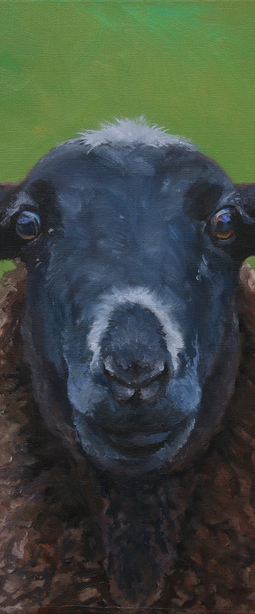 Sheep on green by Tom Clay