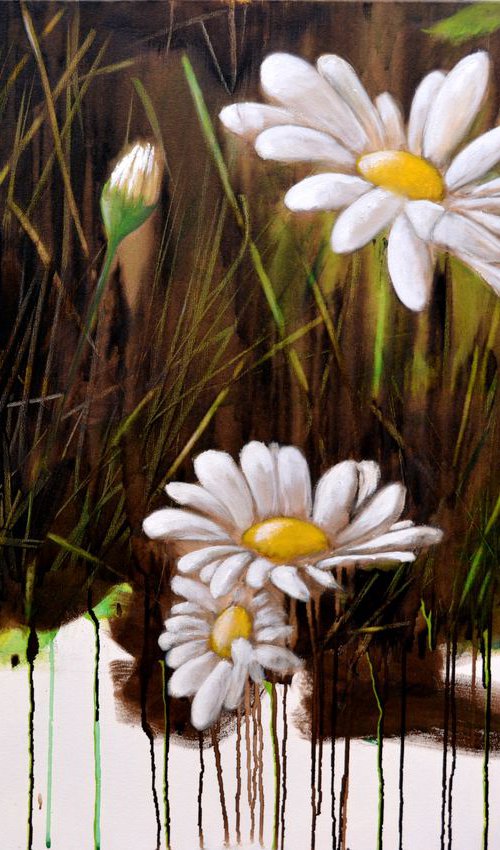 daisies 1 by antonio maggio carluccio