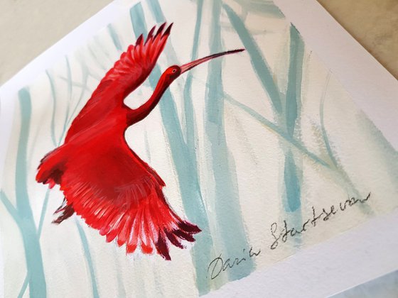 Scarlet Ibis flying