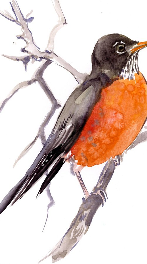 American Robin by Suren Nersisyan