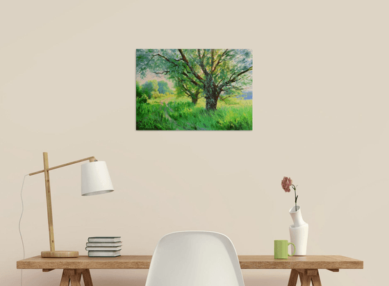 Old willows