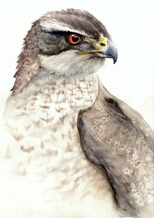 Falcon, bird of prey by Tetiana Savchenko