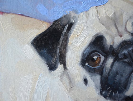 Cute pug
