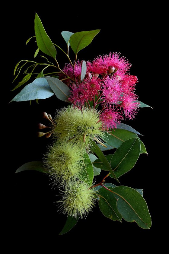 Pink Corymbia and Yellow Macrandra
