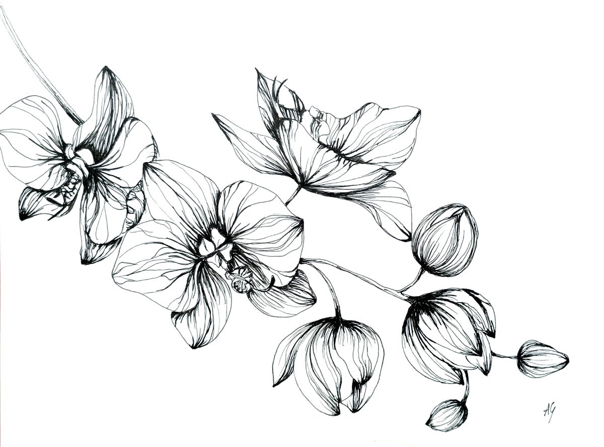 Illustrative Botanical Ink Drawing By Aneta Gajos, 13 X 9, Magnolia, Original Artwork