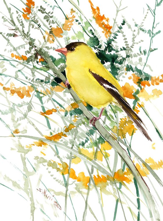 American Goldfinch  and field plants