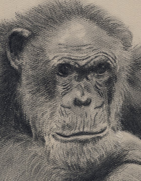 Chimpanzee Deep in Thought