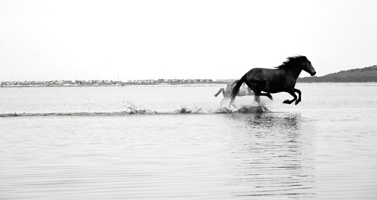 GALLOPING ON WATER by Andrew Lever