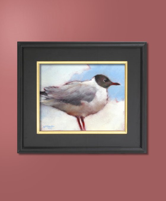 Black Head Gull