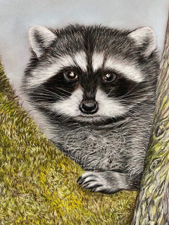 Racoon