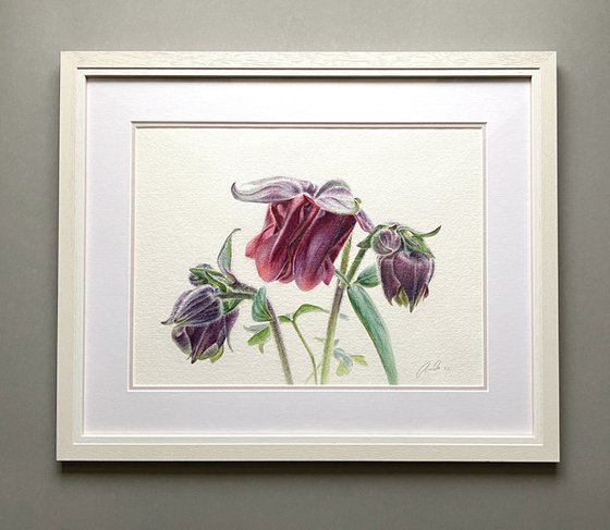 Aquilegia