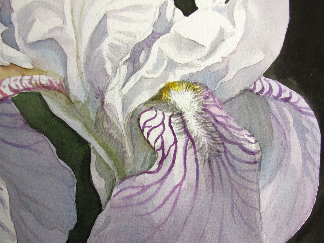 a painting a day 41 "iris in white" Watercolour by Alfred Ng Artfinder