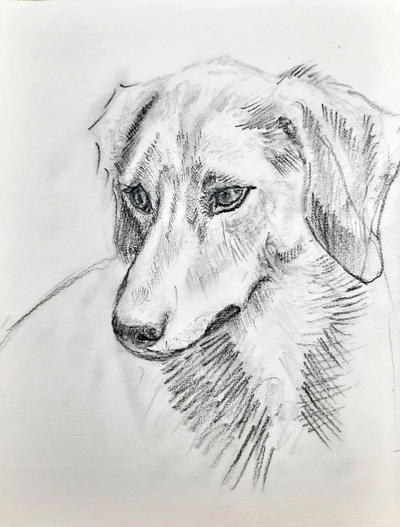 Jack Russel Terrier Portrait 2 Pet Dog sketch