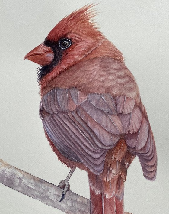 Cardinal Gentleman