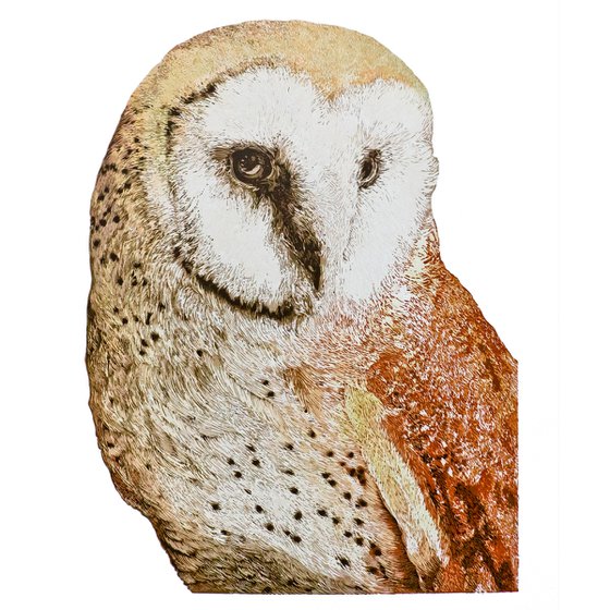 Barn Owl