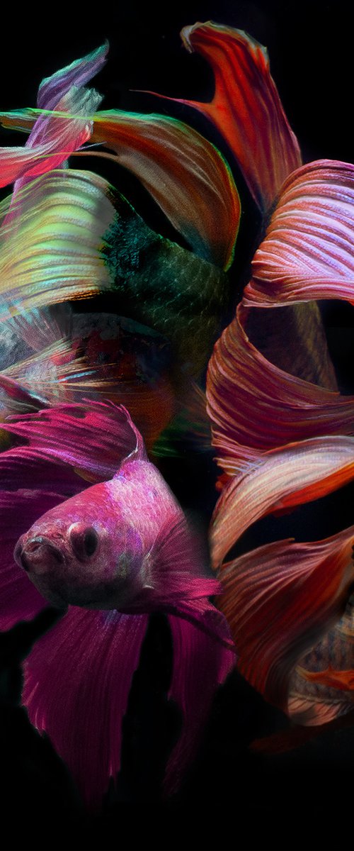 Betta Collage 11 by MICHAEL FILONOW