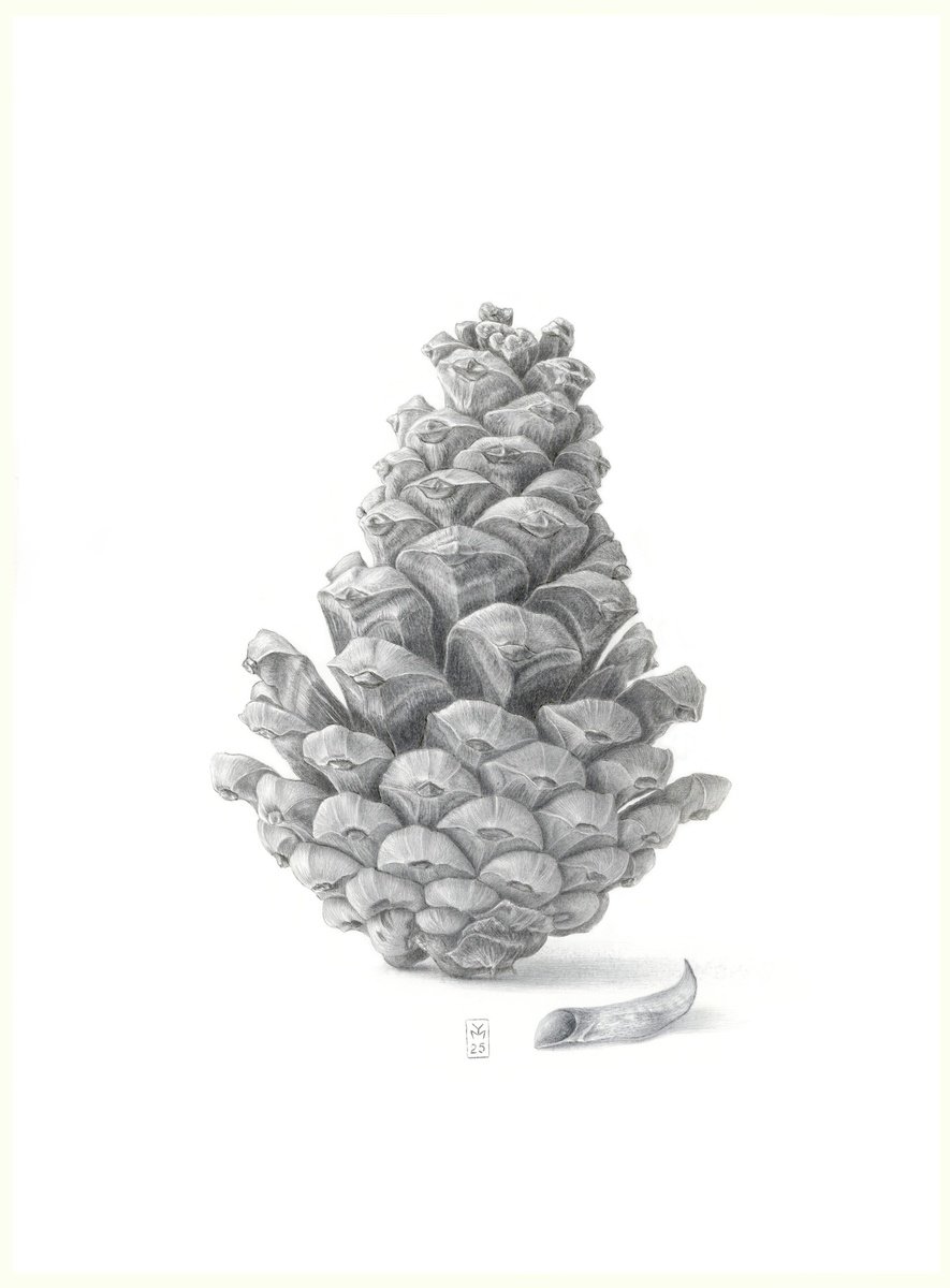 Graphic Botanical Drawing By Yuliia Moiseieva, 11 X 15", Pine Cone Silverpoint, Original Artwork