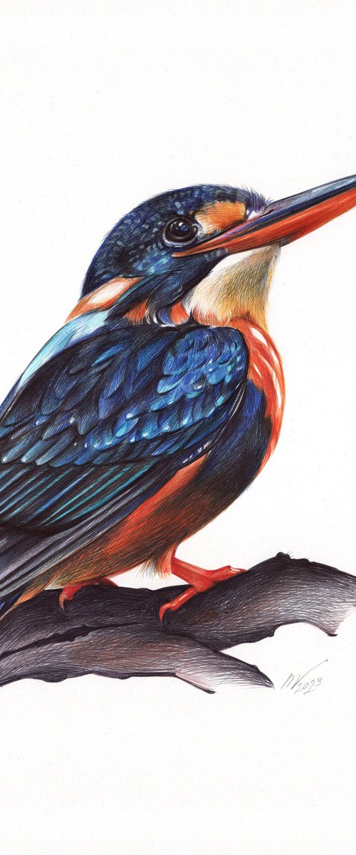 Indigo-banded Kingfisher by Daria Maier