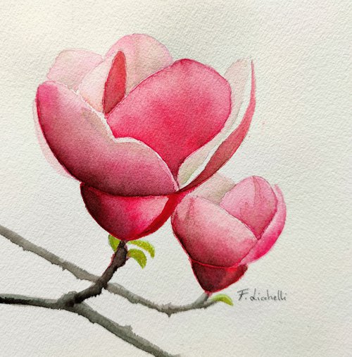 Magnolia by Francesca Licchelli