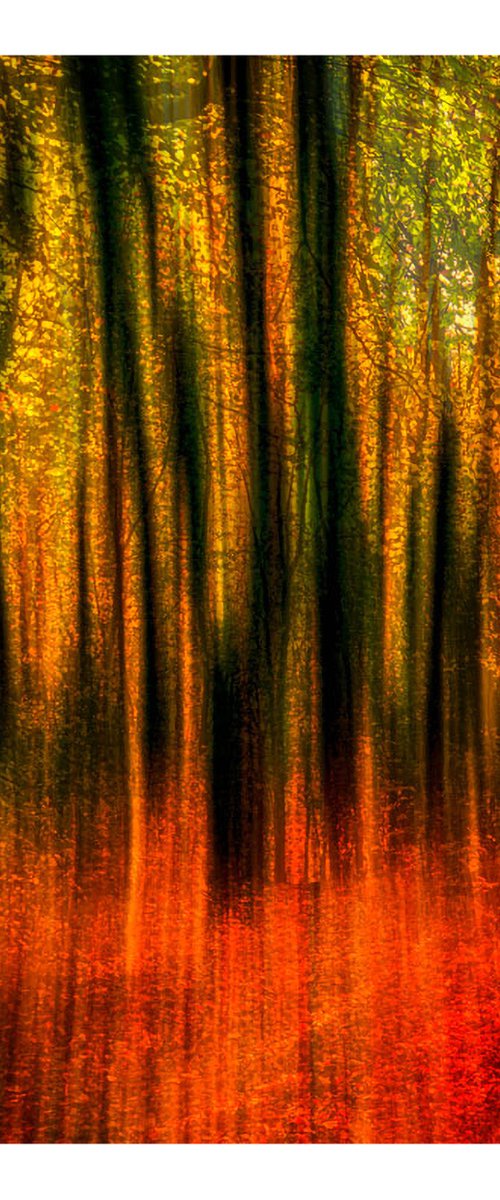 Nature Vibrations - Deep in the Forest. Limited Edition 1/50 15x10 inch Photographic Print by Graham Briggs