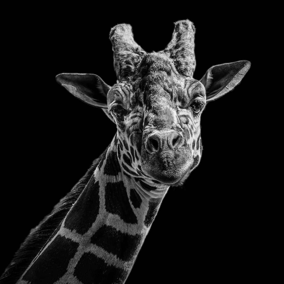 Photorealistic Photograph , Silent Gaze By Vlad Durniev, 20 X 20, Artwork For Sale On Artfinder