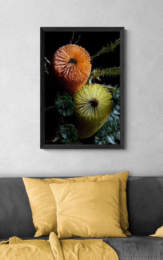 Banksia Praemorsa & Ashbyi