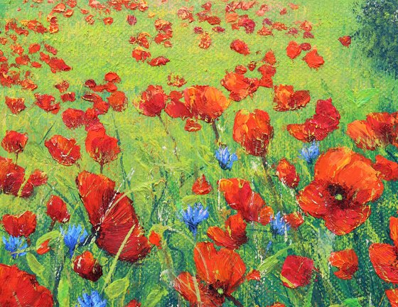 Poppy field in summer