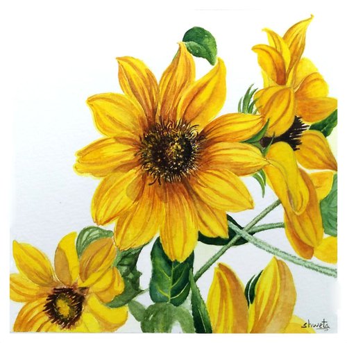 Common Sunflowers by Shweta  Mahajan